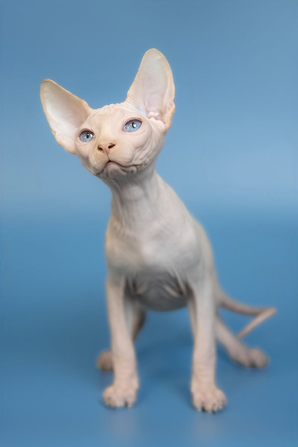 Ernest | Canadian Sphynx Kitten