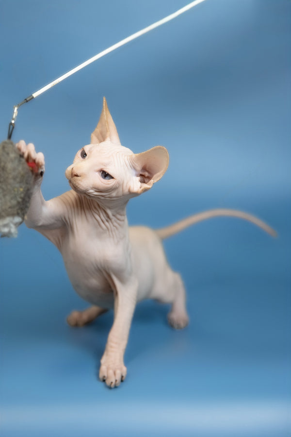 Ernest | Canadian Sphynx Kitten
