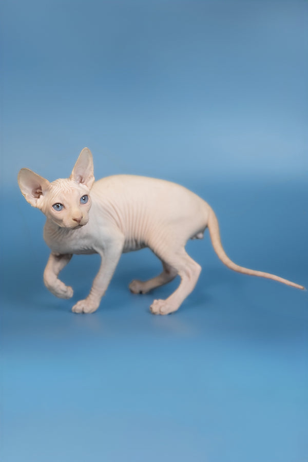 Ernest | Canadian Sphynx Kitten