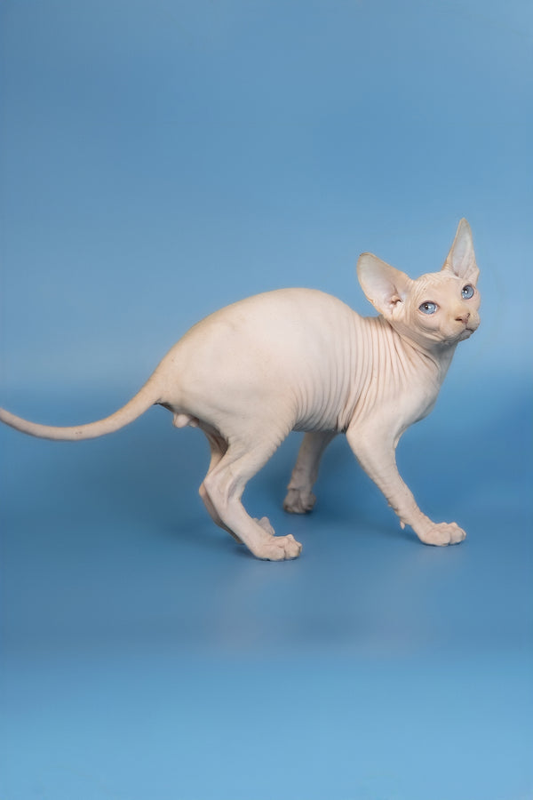 Ernest | Canadian Sphynx Kitten