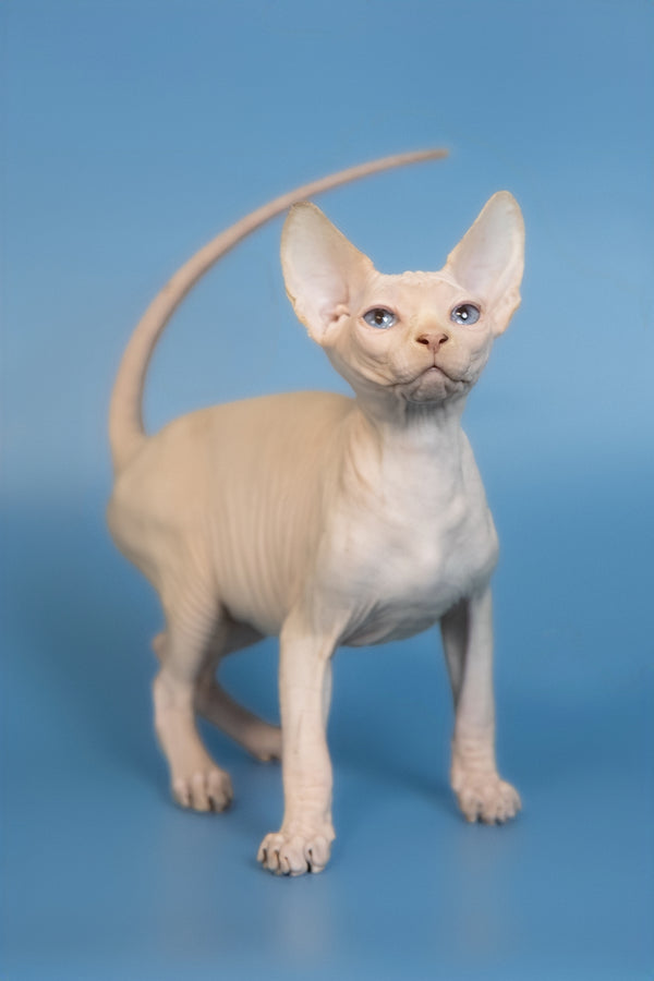 Ernest | Canadian Sphynx Kitten