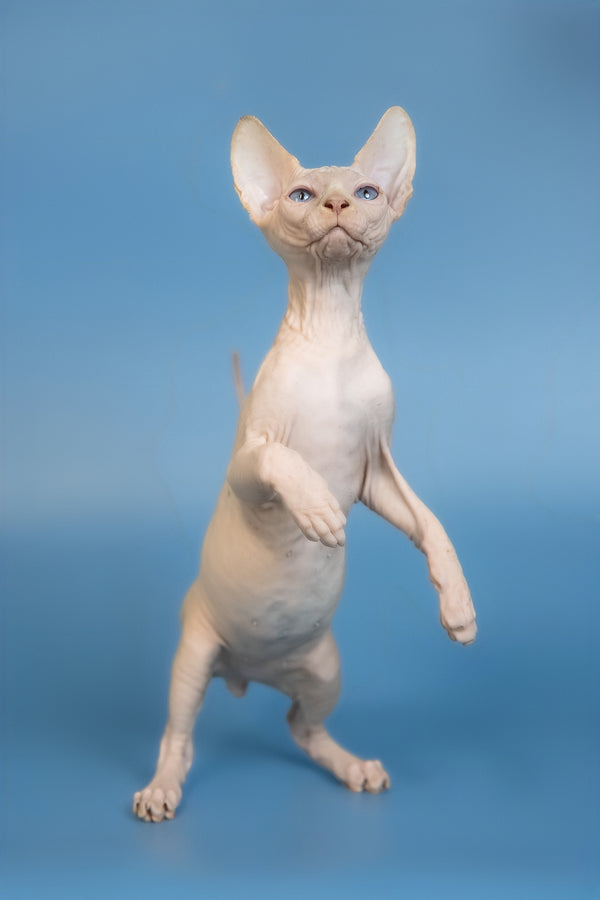 Ernest | Canadian Sphynx Kitten