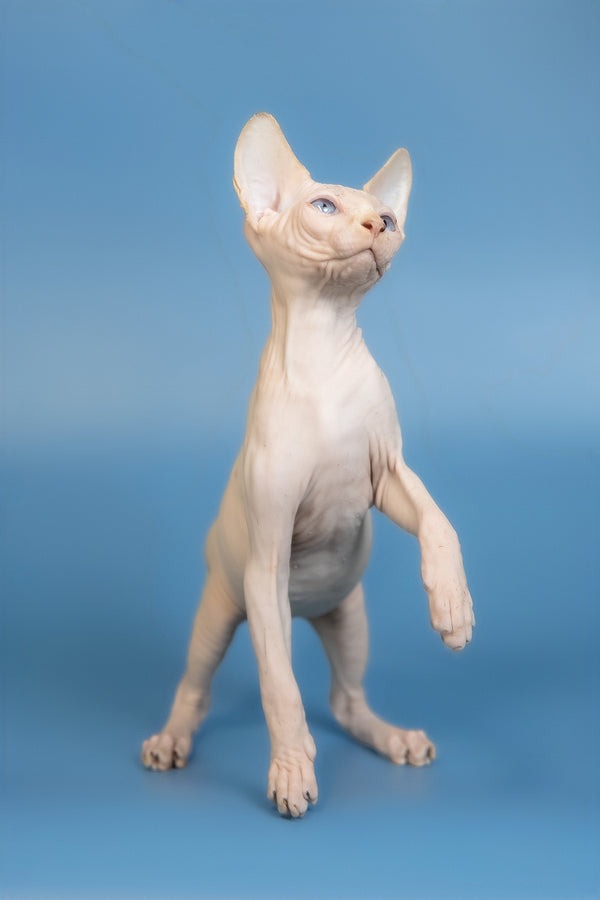 Ernest | Canadian Sphynx Kitten