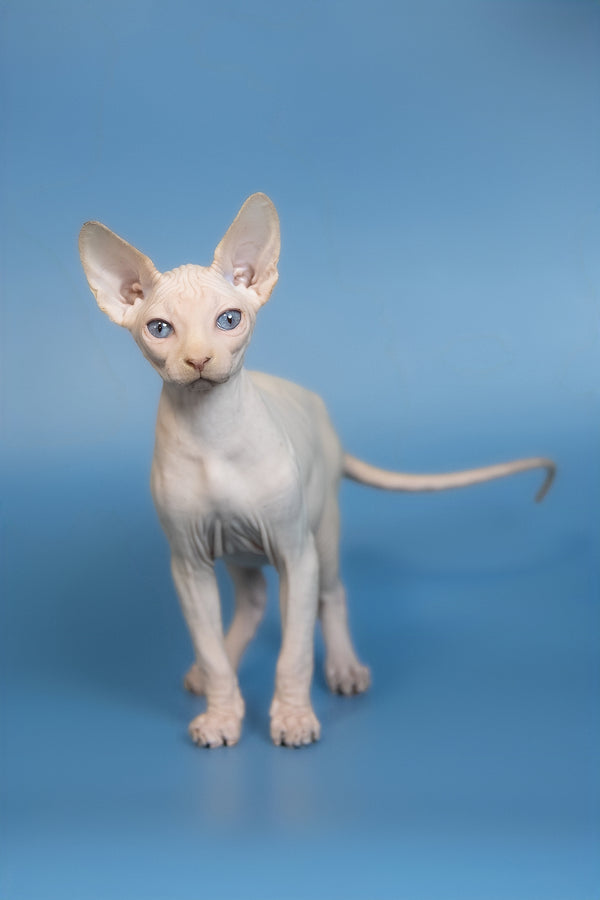Ernest | Canadian Sphynx Kitten