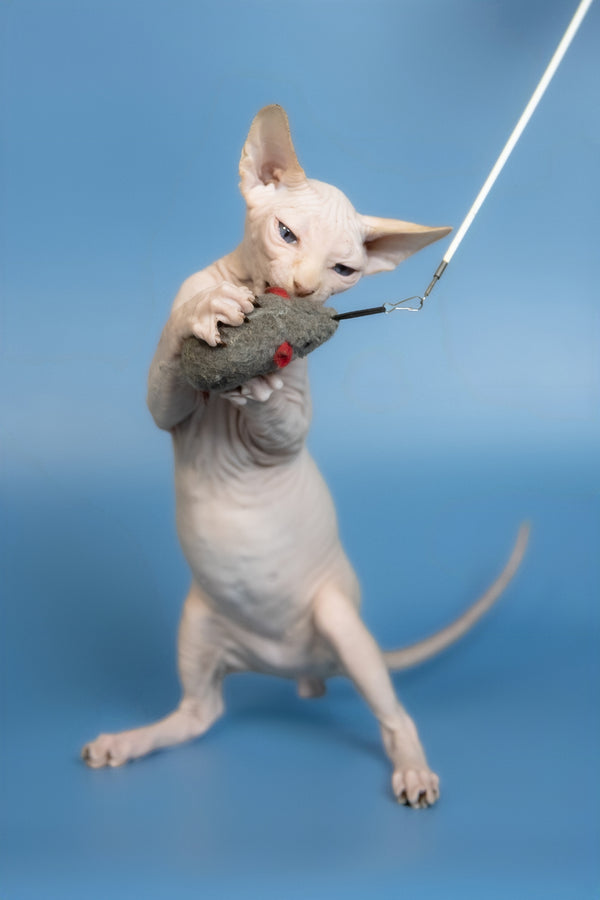 Ernest | Canadian Sphynx Kitten