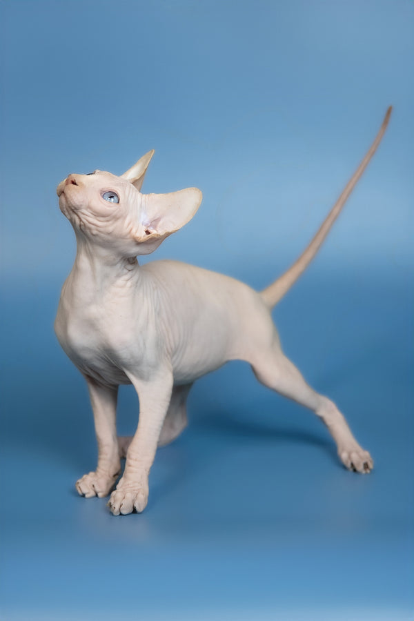 Ernest | Canadian Sphynx Kitten