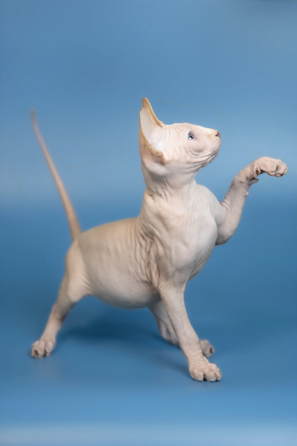 Ernest | Canadian Sphynx Kitten