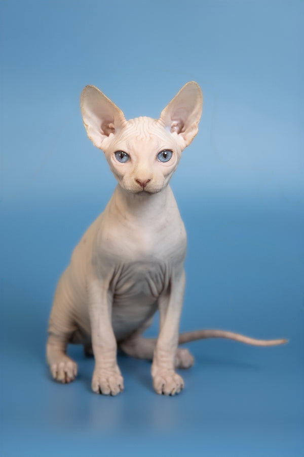 Ernest | Canadian Sphynx Kitten