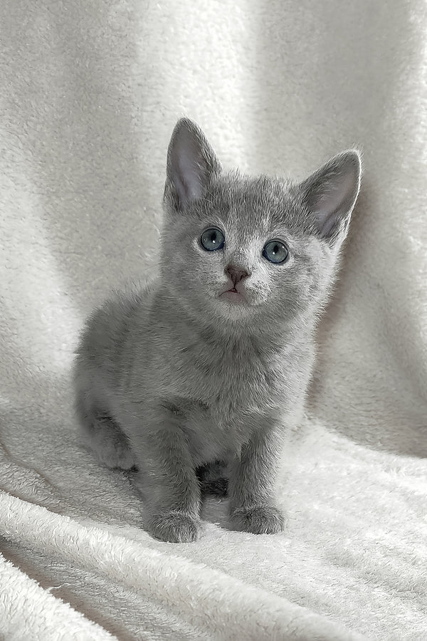 Marusya | Russian Blue Kitten