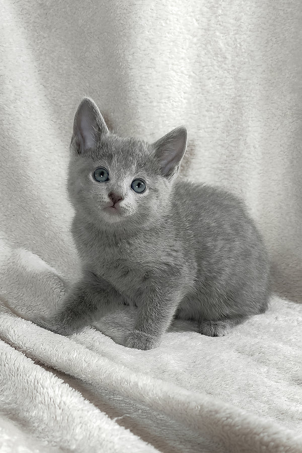 Marusya | Russian Blue Kitten