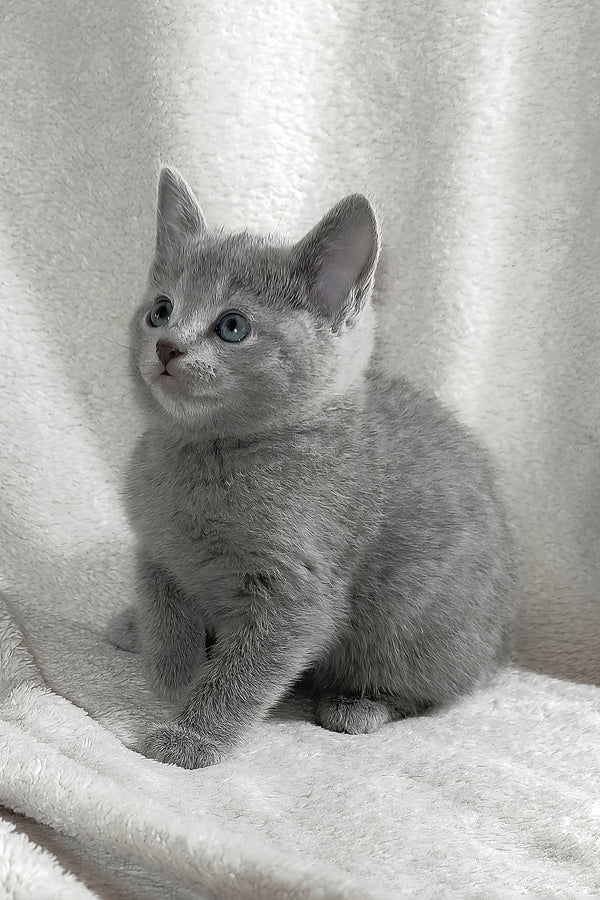 Marusya | Russian Blue Kitten