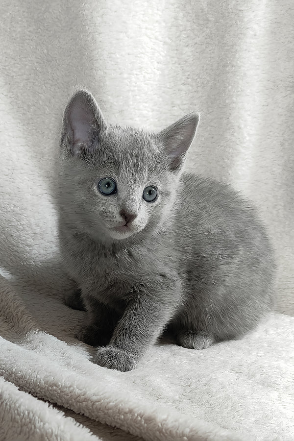 Marusya | Russian Blue Kitten