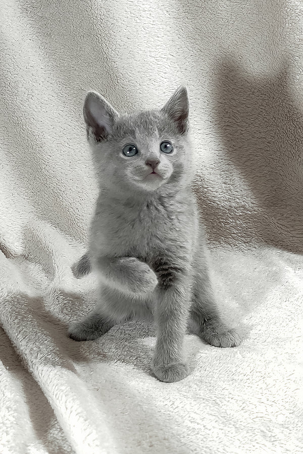 Marusya | Russian Blue Kitten