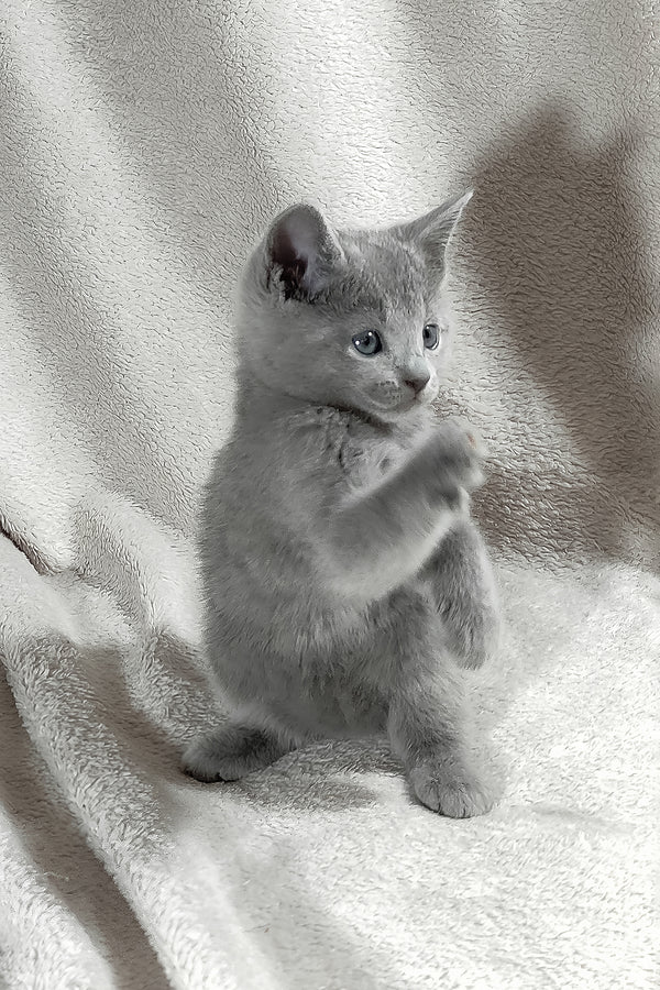 Marusya | Russian Blue Kitten