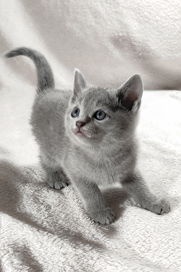Marusya | Russian Blue Kitten