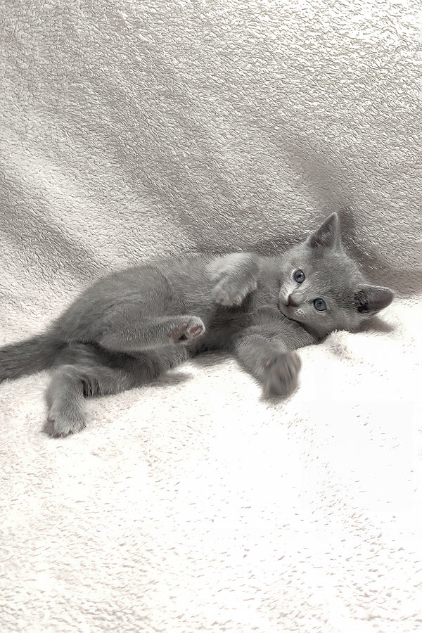 Marusya | Russian Blue Kitten