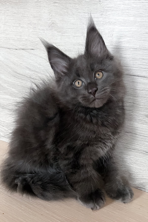 Samurai | Maine Coon Kitten