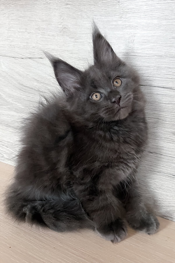 Samurai | Maine Coon Kitten