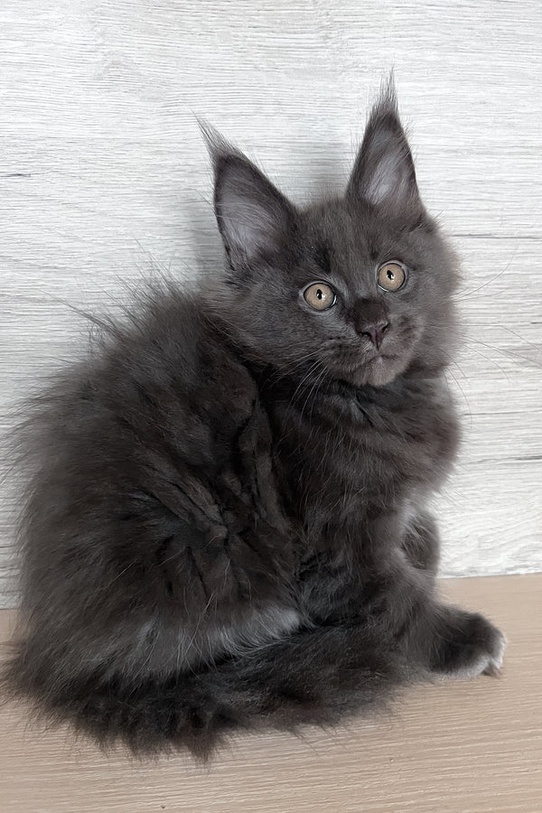 Samurai | Maine Coon Kitten