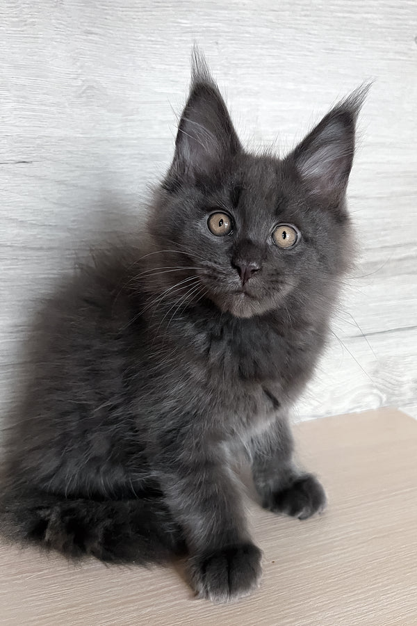 Samurai | Maine Coon Kitten