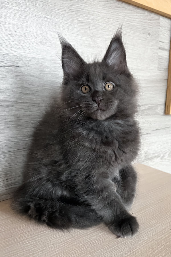 Samurai | Maine Coon Kitten