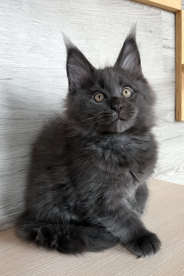 Samurai | Maine Coon Kitten