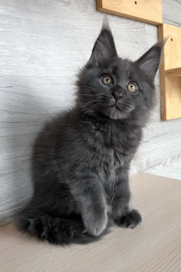 Samurai | Maine Coon Kitten