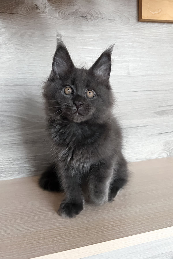 Samurai | Maine Coon Kitten