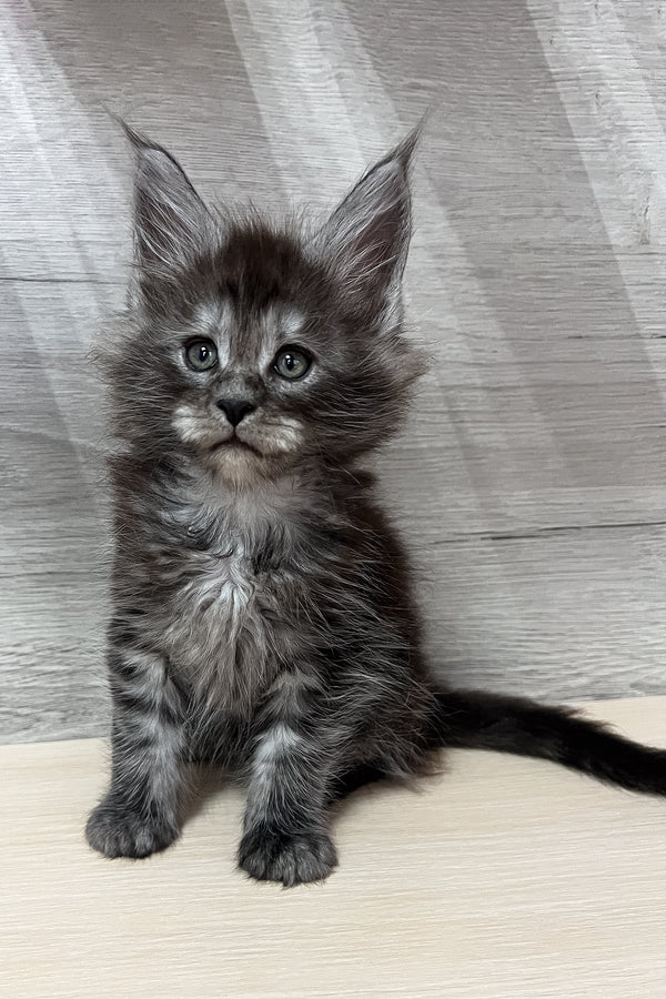 Patrick | Maine Coon Kitten