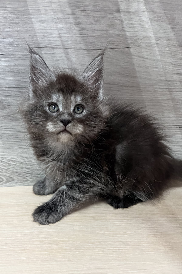 Patrick | Maine Coon Kitten