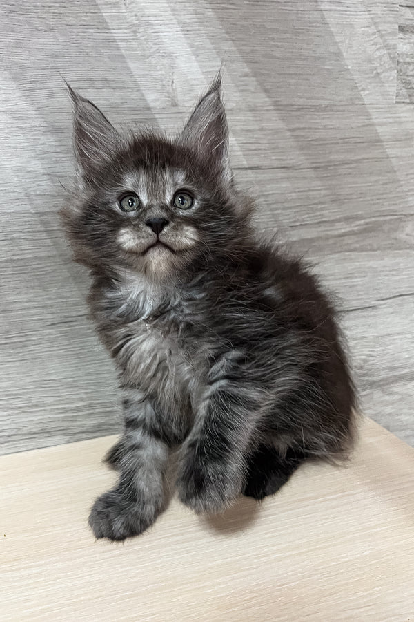 Patrick | Maine Coon Kitten