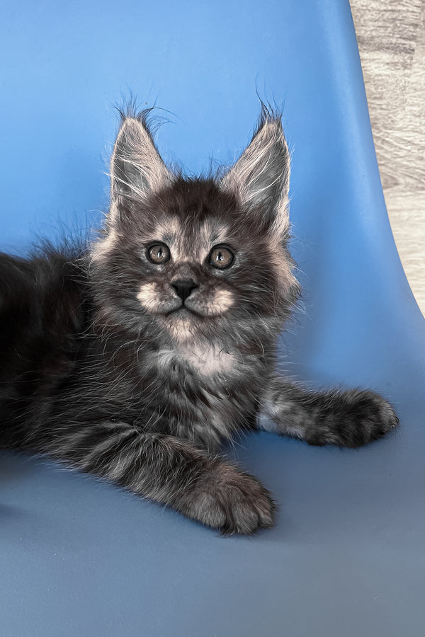 Patrick | Maine Coon Kitten