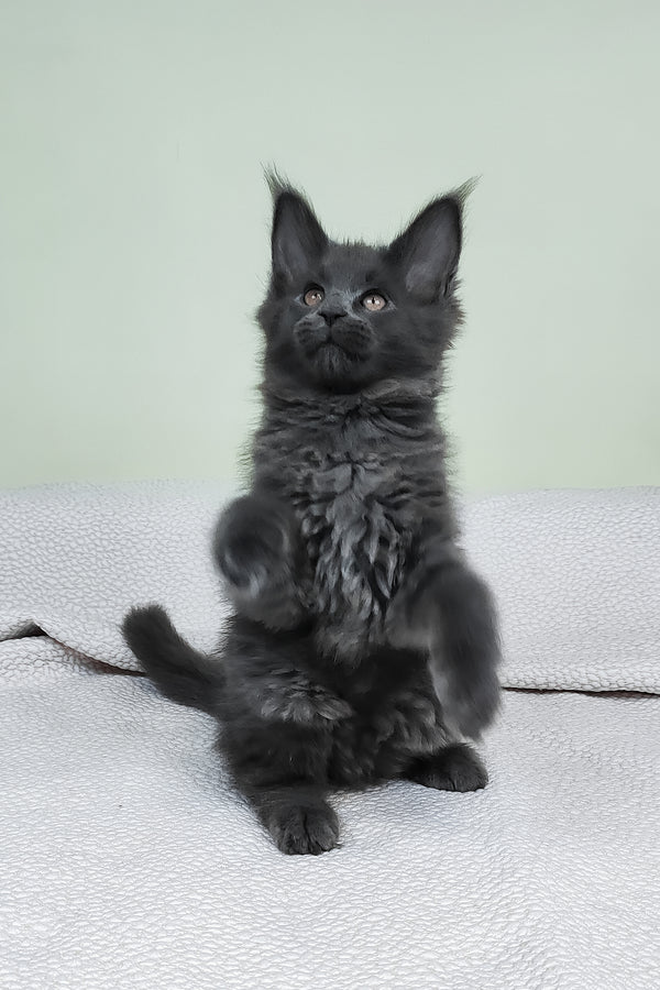 Lea  | Maine Coon Kitten