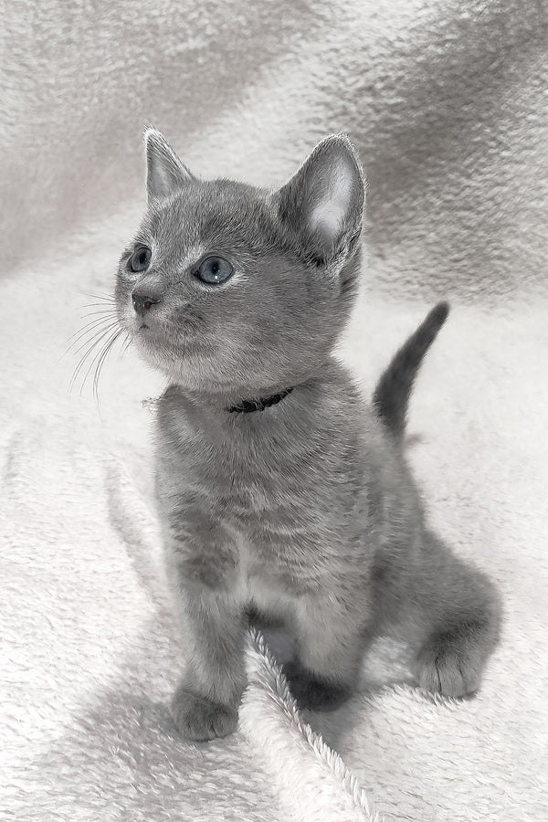Logan | Russian Blue Kitten