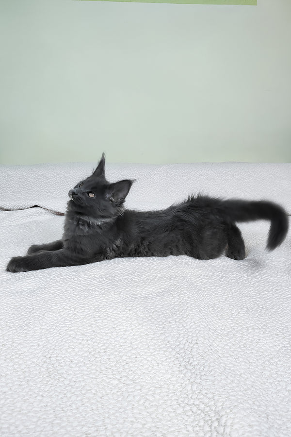 Lea  | Maine Coon Kitten