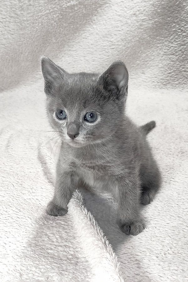 Logan | Russian Blue Kitten