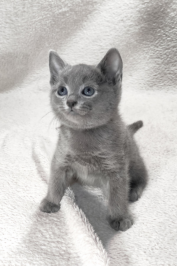 Logan | Russian Blue Kitten