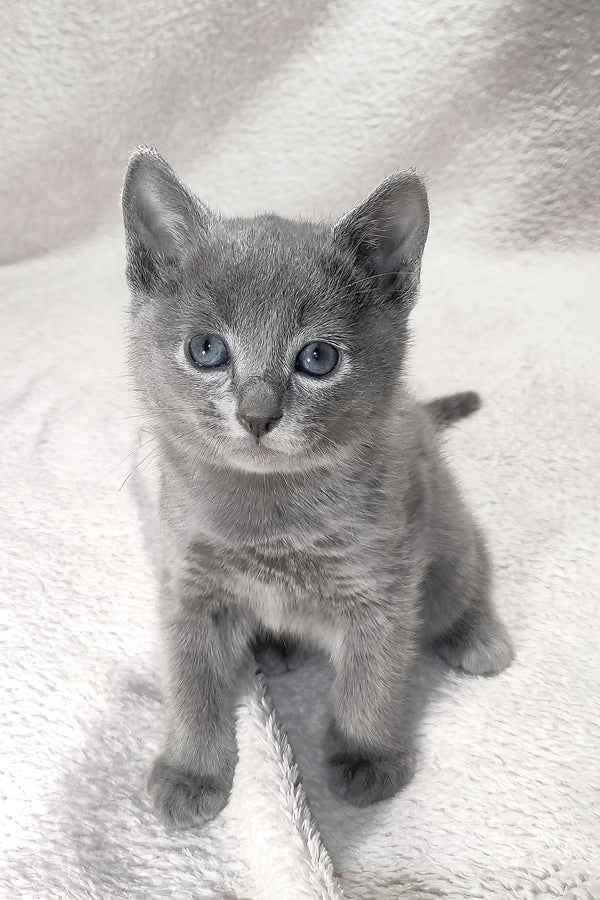 Logan | Russian Blue Kitten