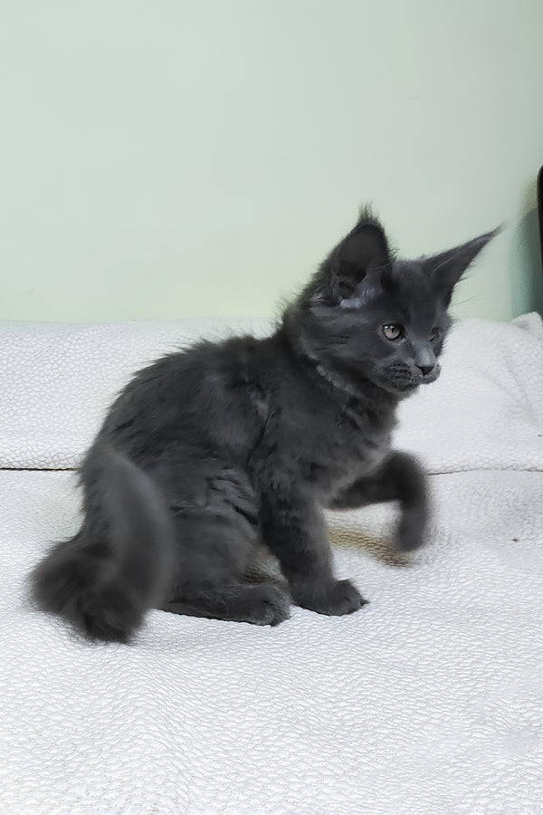 Lea  | Maine Coon Kitten