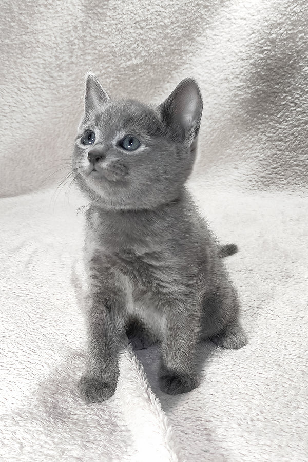 Logan | Russian Blue Kitten