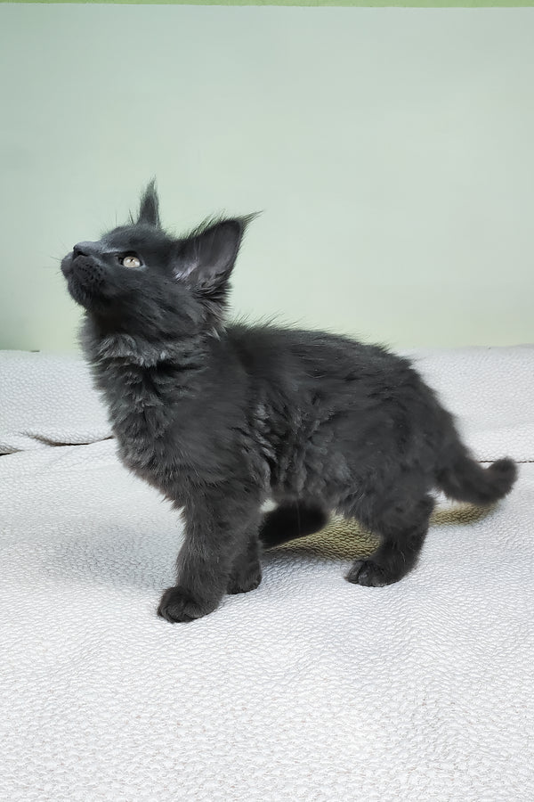 Lea  | Maine Coon Kitten