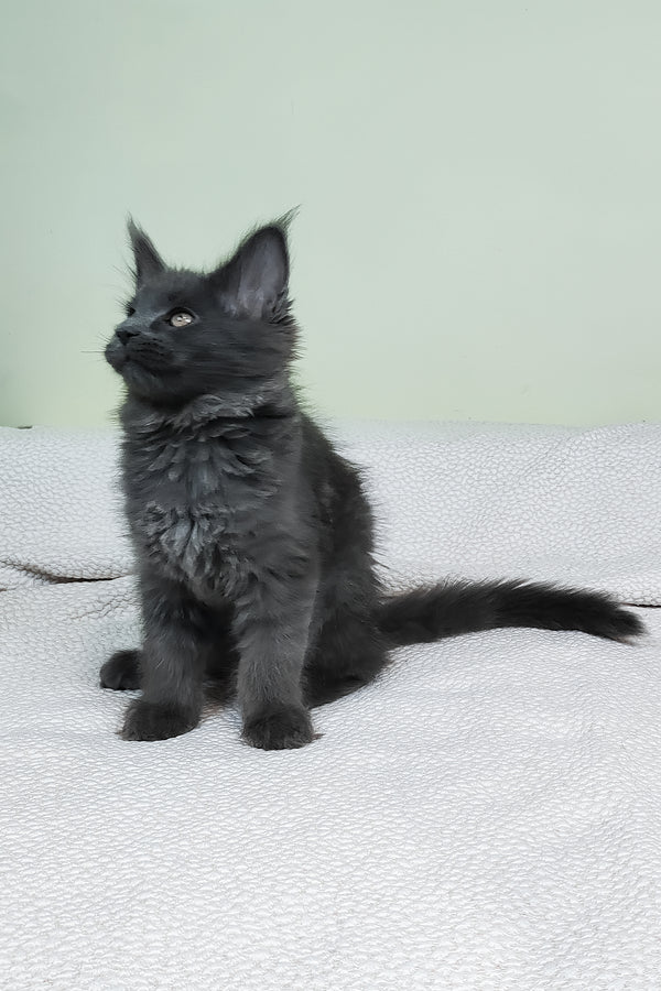 Lea  | Maine Coon Kitten