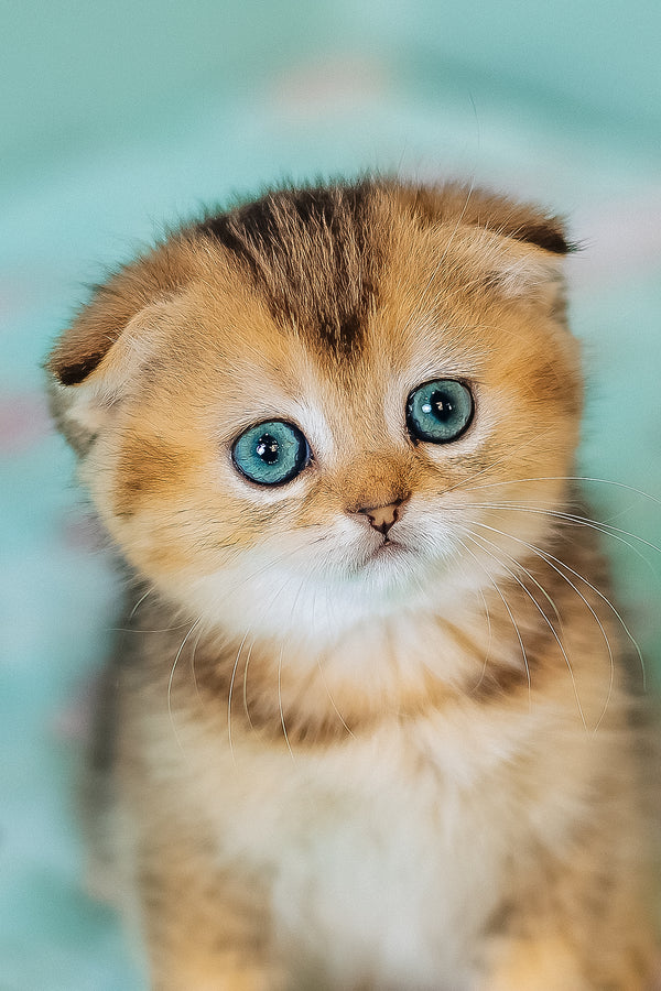 Barberry | Scottish Fold Kitten