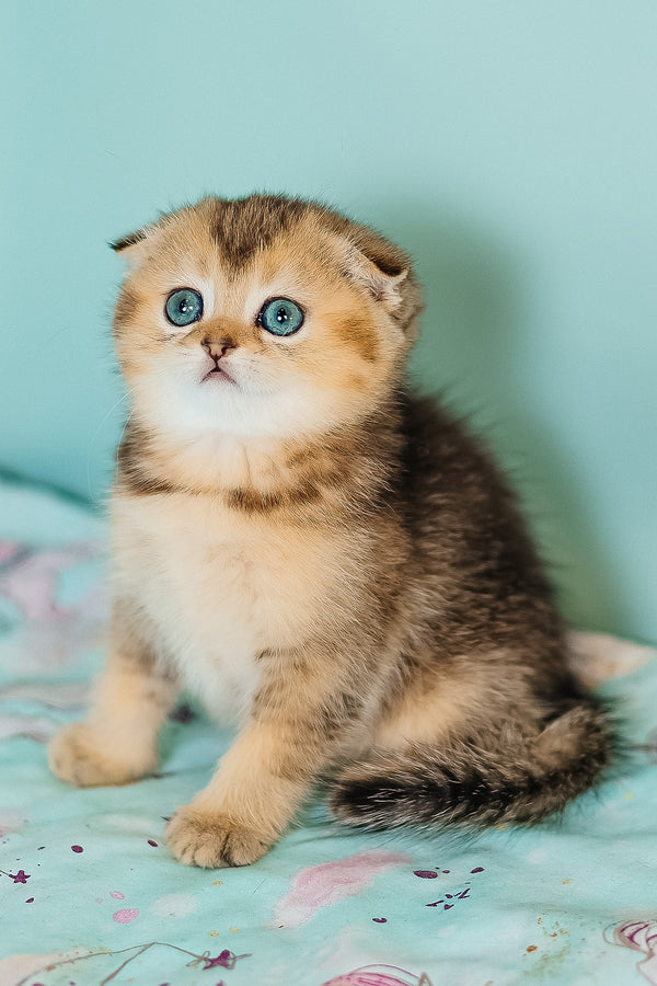 Barberry | Scottish Fold Kitten