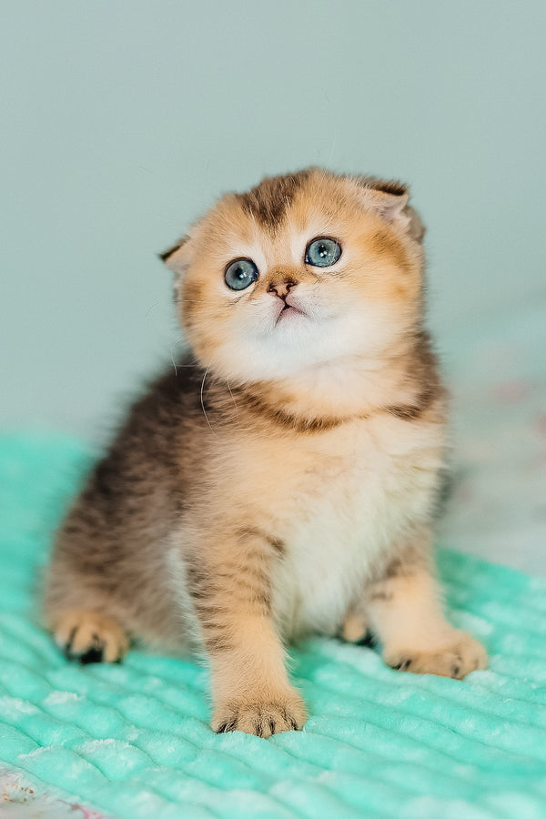 Barberry | Scottish Fold Kitten