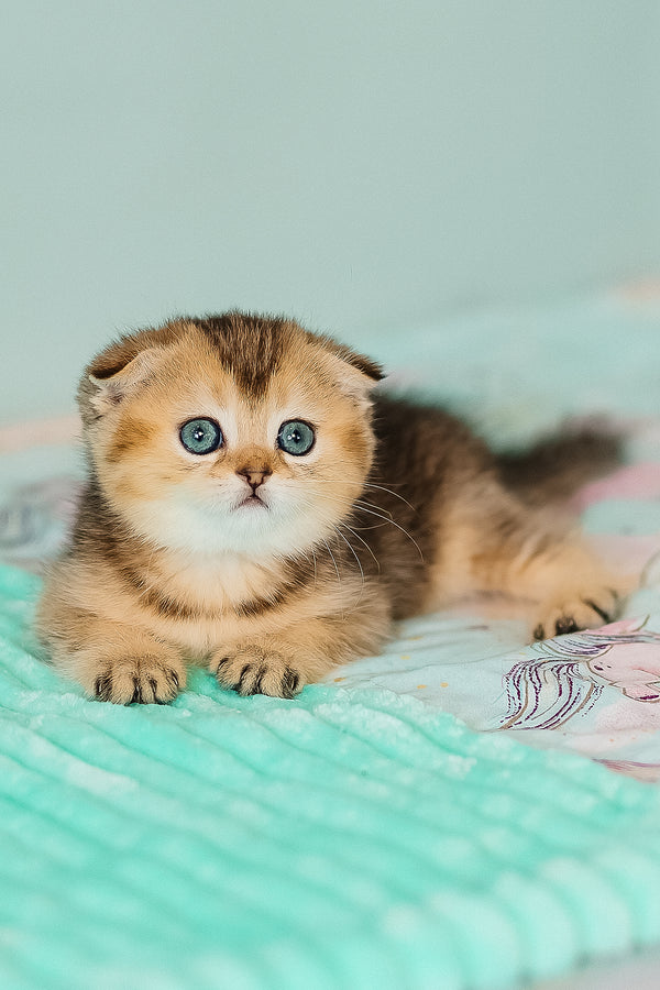 Barberry | Scottish Fold Kitten