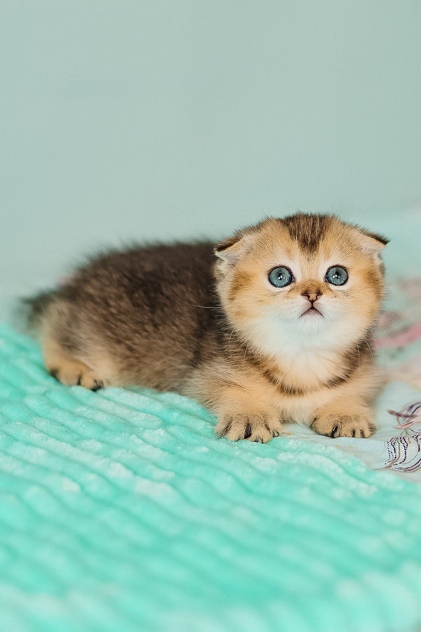 Barberry | Scottish Fold Kitten