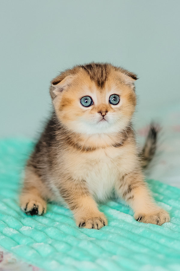 Barberry | Scottish Fold Kitten