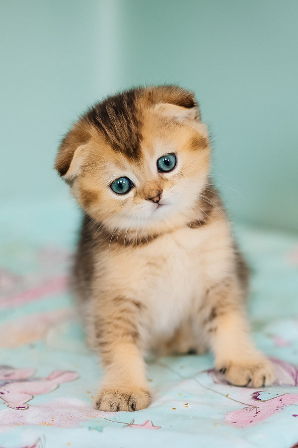 Barberry | Scottish Fold Kitten