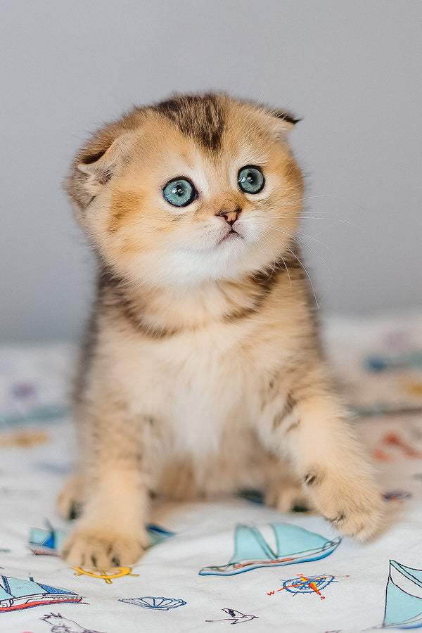 Barberry | Scottish Fold Kitten